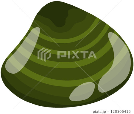 スダレハマグリ スダレハマグリ 120506416