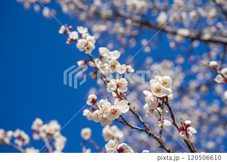 梅の花《白梅》 梅の花《白梅》 120506610
