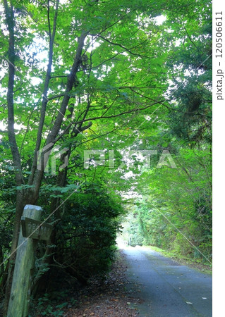 ウォーキングや散歩が楽しめる野呂山の遊歩道 ウォーキングや散歩が楽しめる野呂山の遊歩道 120506611