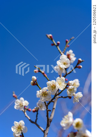 梅の花《白梅》 梅の花《白梅》 120506621