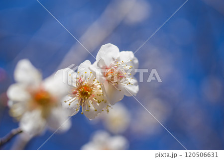 梅の花《白梅》 梅の花《白梅》 120506631