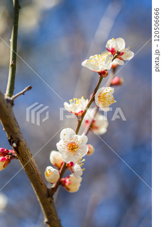 梅の花《白梅》 120506666