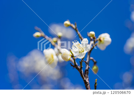 梅の花《白梅》 梅の花《白梅》 120506670