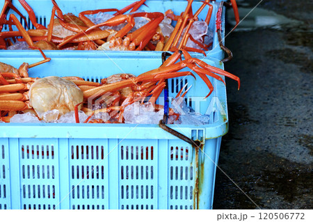 水揚げされた紅ズワイガニ 120506772