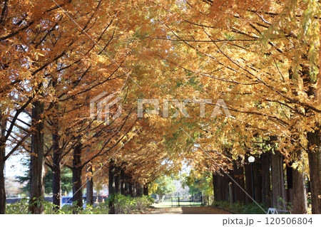 秋です。美しく紅葉したメタセコイヤのライトアップ 120506804