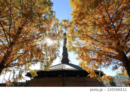 ホフマン窯を飾る美しく紅葉したメタセコイヤの風景 120506812