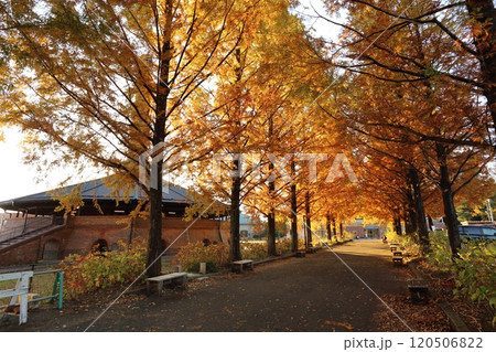 秋です。美しく紅葉したメタセコイヤの小道 120506822