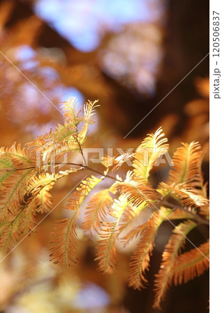 秋です。美しく紅葉したメタセコイヤのライトアップ 120506837