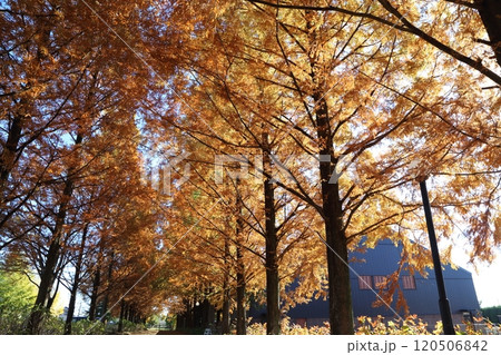 秋です。美しく紅葉したメタセコイヤのライトアップ 秋です。美しく紅葉したメタセコイヤのライトアップ 120506842