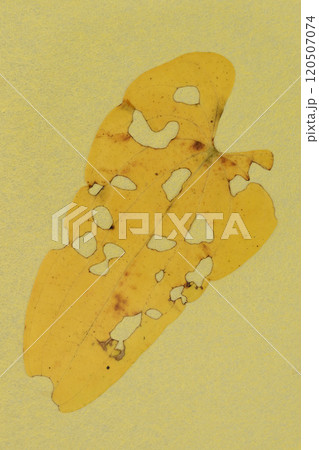 和紙と自然薯の虫食い葉のコラボ【背景素材】 120507074