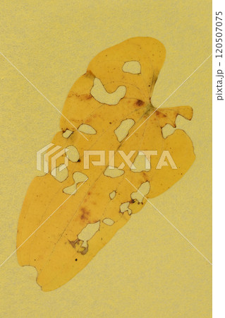 和紙と自然薯の虫食い葉のコラボ【背景素材】 和紙と自然薯の虫食い葉のコラボ【背景素材】 120507075
