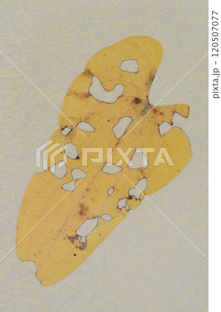 和紙と自然薯の虫食い葉のコラボ【背景素材】 和紙と自然薯の虫食い葉のコラボ【背景素材】 120507077