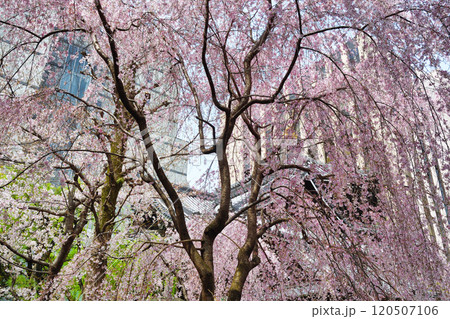 京都　紫雲山頂法寺　六角堂　美しい満開の枝垂れ桜（京都市中京区） 120507106