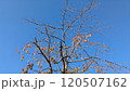 もうすぐ来る冬　青空と枯れていく木 120507162