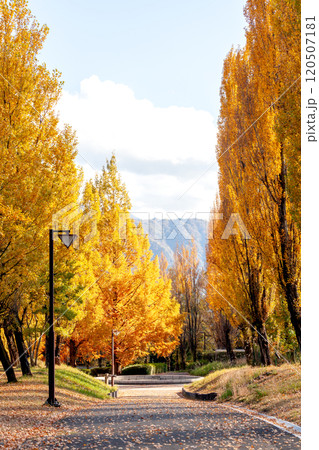 ポプラ並木の紅葉【富士川クラフトパーク】 120507181