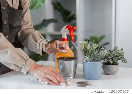 Indoor Gardening Enthusiast Tending to Houseplants with Care in a Modern Home Setting Indoor Gardening Enthusiast Tending to Houseplants with Care in a Modern Home Setting 120507197