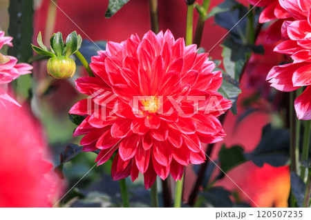 見頃を迎えたダリアの花 見頃を迎えたダリアの花 120507235