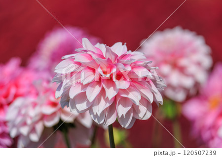 見頃を迎えたダリアの花 120507239