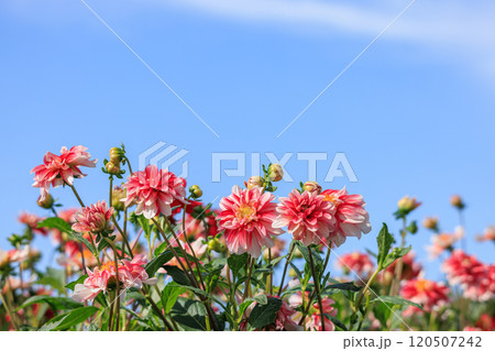 見頃を迎えたダリアの花 120507242