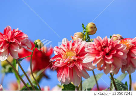 見頃を迎えたダリアの花 120507243