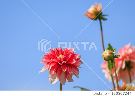 見頃を迎えたダリアの花 見頃を迎えたダリアの花 120507244