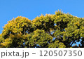 冬になる前に木々は太陽の光を浴びる 120507350