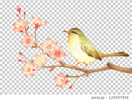 A warbler perched on a cherry blossom branch, hand-drawn with colored pencils A warbler perched on a cherry blossom branch, hand-drawn with colored pencils 120507456