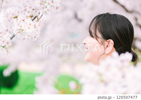 桜の花と若い女性 桜の花と若い女性 120507477