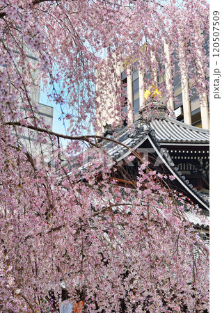 京都　紫雲山頂法寺　六角堂　美しい満開の枝垂れ桜（京都市中京区） 120507509
