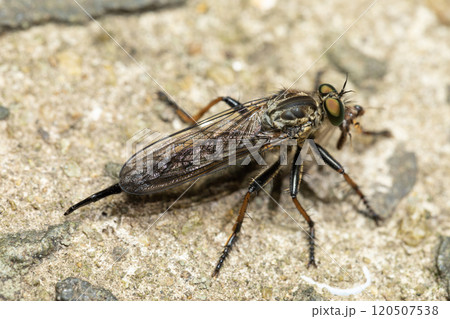 ムシヒキアブ 120507538