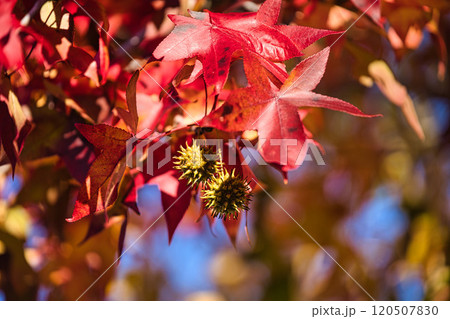 紅葉したモミジバフウの葉 紅葉したモミジバフウの葉 120507830