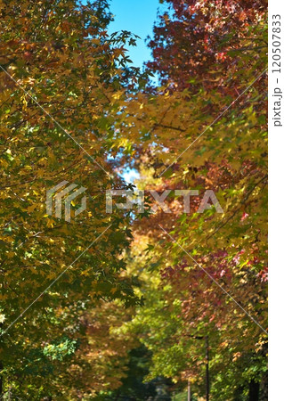 紅葉したモミジバフウの葉 120507833