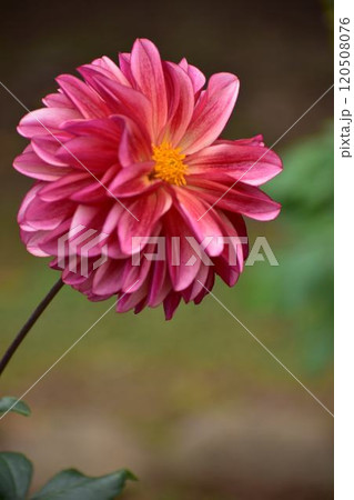 赤い色のダリア 120508076