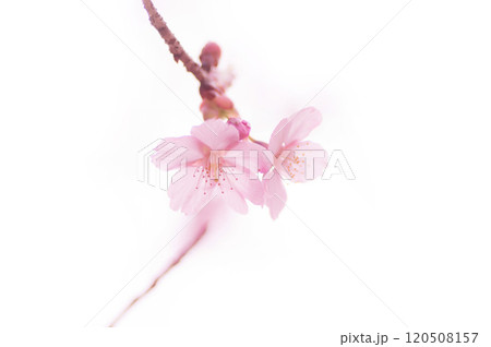 春　ピンク色の桜　白バック 120508157