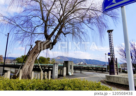 出町柳橋のたもとに冬枯れの枝垂桜と鯖街道口の石碑が見える風景　京都府京都市左京区 120508438