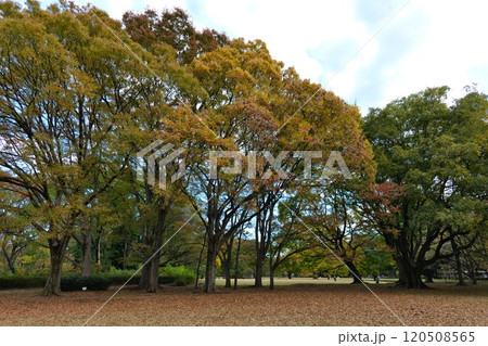 都立砧公園の広場 120508565