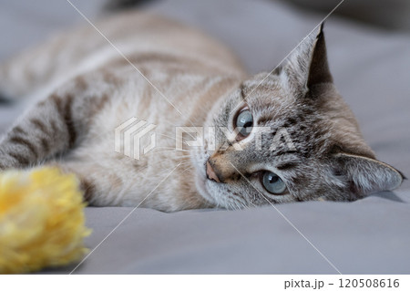 おもちゃで遊ぶ猫 おもちゃで遊ぶ猫 120508616