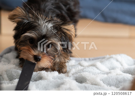 ひもに噛みついて遊ぶ可愛い犬 ひもに噛みついて遊ぶ可愛い犬 120508617