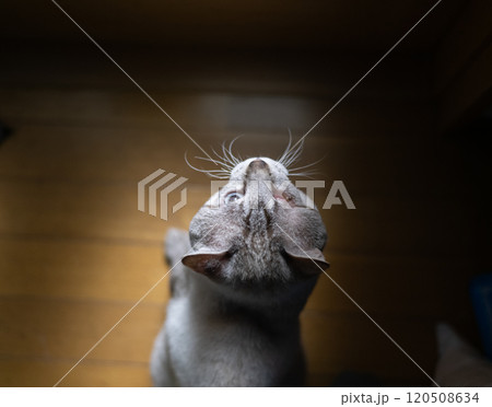 薄暗い部屋で見上げる猫　シャムトラ猫 120508634
