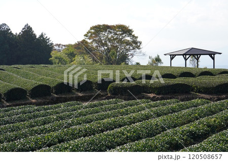 静岡の茶畑_1 静岡の茶畑_1 120508657