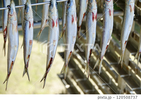 潮風薫る漁村で見つけた魚の干物 120508737