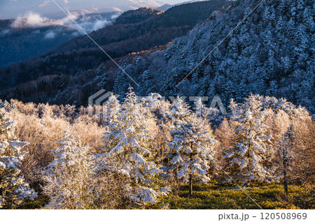 夕日に照らされる樹氷と森林　美ヶ原高原 120508969