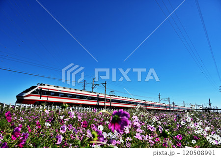 コスモスと特急電車 120508991