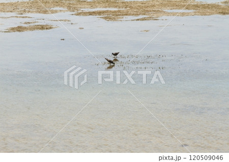 伊良部島佐和田の浜の遠浅の海で餌をさがす海鳥 120509046