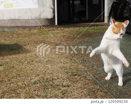 壊れたおもちゃ猫じゃらし遊びに夢中な可愛い白猫 壊れたおもちゃ猫じゃらし遊びに夢中な可愛い白猫 120509238