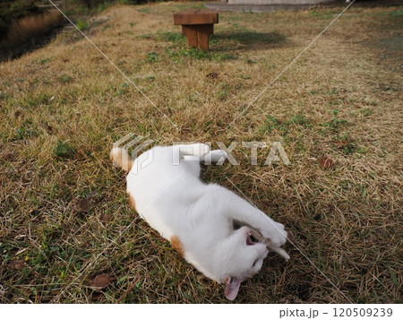 壊れたおもちゃ猫じゃらし遊びに夢中な可愛い白猫 120509239