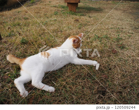 壊れたおもちゃ猫じゃらし遊びに夢中な可愛い白猫 壊れたおもちゃ猫じゃらし遊びに夢中な可愛い白猫 120509244