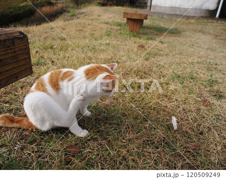 壊れたおもちゃ猫じゃらし遊びに夢中な可愛い白猫 120509249