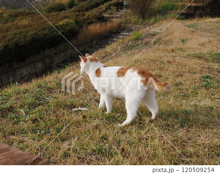壊れたおもちゃ猫じゃらし遊びに夢中な可愛い白猫 120509254