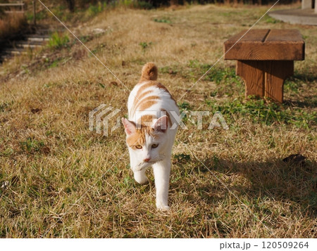 壊れたおもちゃ猫じゃらし遊びに夢中な可愛い白猫 120509264